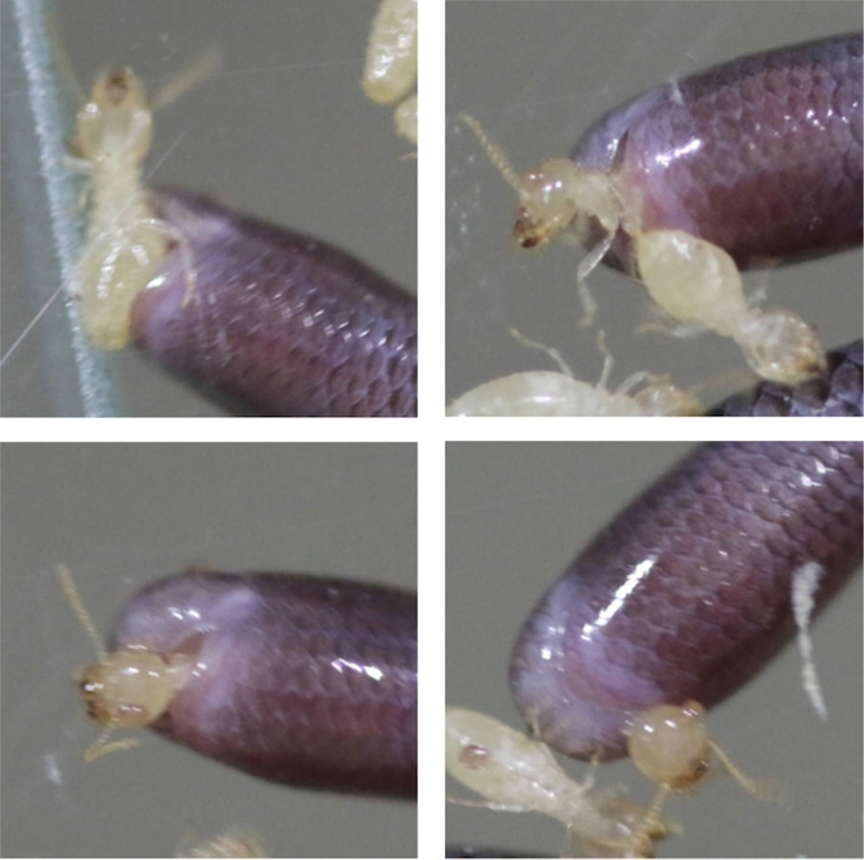 Western Worm Snake Food Source All Worms